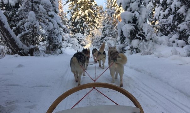Катание на хаски в Кемерове. Ultra Подарки. Катание на хаски в Кемерове. Попробуйте Катание на хаски. Сервис: UltraPodarki.ru 8 800 505 95 30. Катание на хаски Кемерово, Катание на хаски в Кемерове, хаски, животные в Кемерове, 