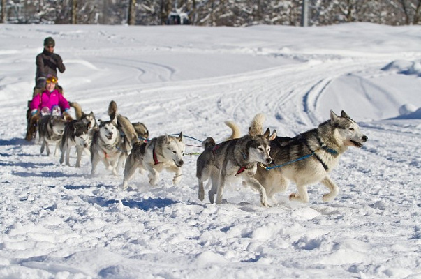 Катание на хаски в Кемерове. Ultra Подарки. Катание на хаски в Кемерове. Попробуйте Катание на хаски. Сервис: UltraPodarki.ru 8 800 505 95 30. Катание на хаски Кемерово, Катание на хаски в Кемерове, хаски, животные в Кемерове, 
