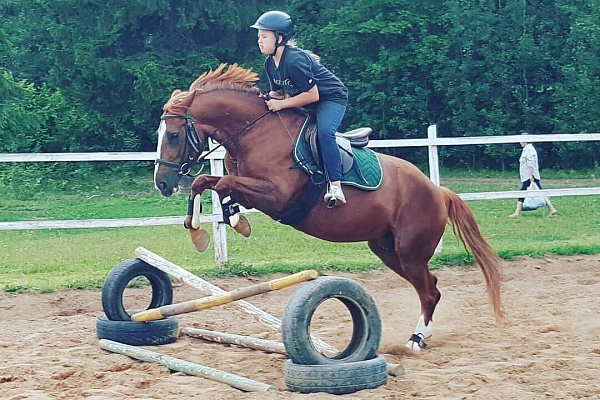 Верховая езда на лошадях в Кемерове. Подарочные сертификаты Ultra Подарки. Купить оригинальный подарок или подарочный сертификат на Верховая езда на лошадях в Кемерове. Сервис UltraPodarki.ru 8-800-505-9530. Катание на лошадях, Прогулка на лошади, Прогулка на лошадях для двоих, Верховая езда на лошадях, конный клуб, Конный клуб Ритм, конная прогулка, конная прогулка в Кемерове