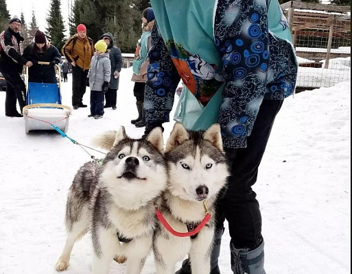 Катание на хаски в Кемерове. Ultra Подарки. Катание на хаски в Кемерове. Попробуйте Катание на хаски. Сервис: UltraPodarki.ru 8 800 505 95 30. Катание на хаски Кемерово, Катание на хаски в Кемерове, хаски, животные в Кемерове, 