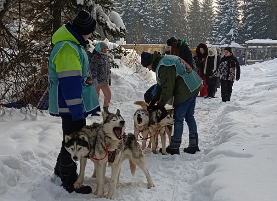 Катание на хаски в Кемерове. Ultra Подарки. Катание на хаски в Кемерове. Попробуйте Катание на хаски. Сервис: UltraPodarki.ru 8 800 505 95 30. Катание на хаски Кемерово, Катание на хаски в Кемерове, хаски, животные в Кемерове, 