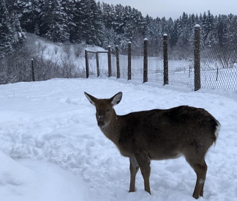 Катание на хаски в Кемерове. Ultra Подарки. Катание на хаски в Кемерове. Попробуйте Катание на хаски. Сервис: UltraPodarki.ru 8 800 505 95 30. Катание на хаски Кемерово, Катание на хаски в Кемерове, хаски, животные в Кемерове, 