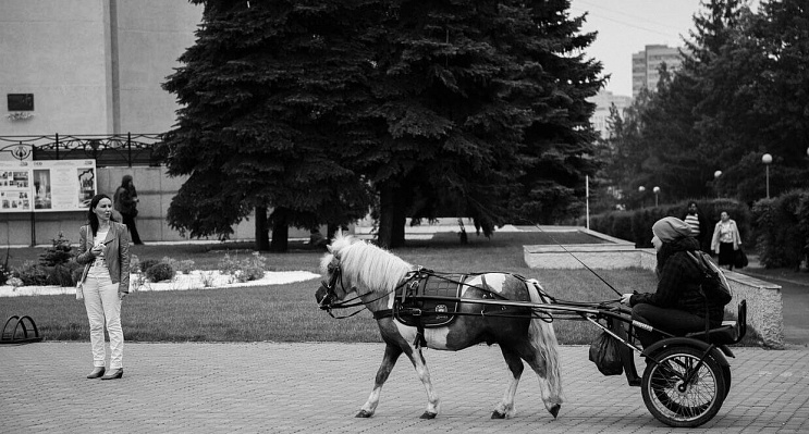 Конная прогулка на пони #в Кемерове#. Подарочные сертификаты Ultra Подарки. Купить оригинальный подарок или подарочный сертификат на Конная прогулка на пони #в Кемерове#. Сервис UltraPodarki.ru 8-800-505-9530. Катание на лошадях, Прогулка на лошади, Прогулка на лошадях для двоих, Конная прогулка на пони, конный клуб, конная прогулка, конная прогулка #в Кемерове#