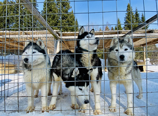 Катание на хаски в Кемерове. Ultra Подарки. Катание на хаски в Кемерове. Попробуйте Катание на хаски. Сервис: UltraPodarki.ru 8 800 505 95 30. Катание на хаски Кемерово, Катание на хаски в Кемерове, хаски, животные в Кемерове, 