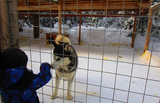 Катание на хаски в Кемерове. Ultra Подарки. Катание на хаски в Кемерове. Попробуйте Катание на хаски. Сервис: UltraPodarki.ru 8 800 505 95 30. Катание на хаски Кемерово, Катание на хаски в Кемерове, хаски, животные в Кемерове, 