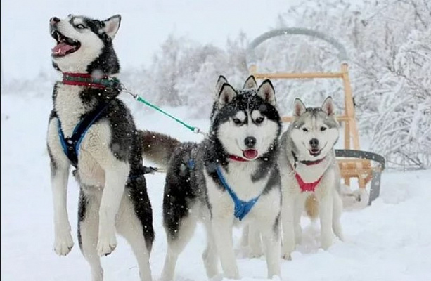 Катание на хаски в Кемерове. Ultra Подарки. Катание на хаски в Кемерове. Попробуйте Катание на хаски. Сервис: UltraPodarki.ru 8 800 505 95 30. Катание на хаски Кемерово, Катание на хаски в Кемерове, хаски, животные в Кемерове, 
