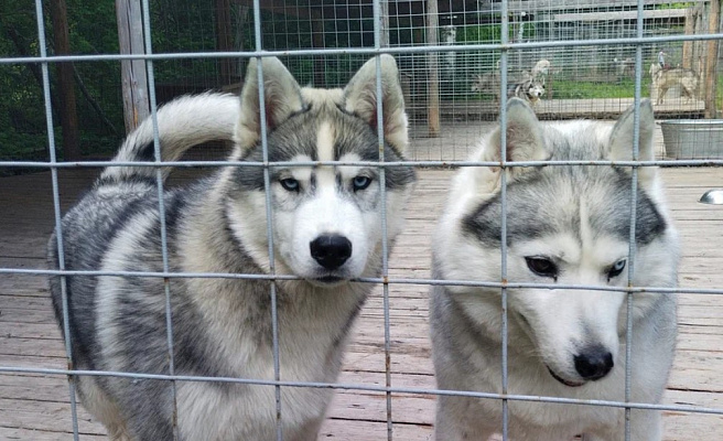 Катание на хаски в Кемерове. Ultra Подарки. Катание на хаски в Кемерове. Попробуйте Катание на хаски. Сервис: UltraPodarki.ru 8 800 505 95 30. Катание на хаски Кемерово, Катание на хаски в Кемерове, хаски, животные в Кемерове, 