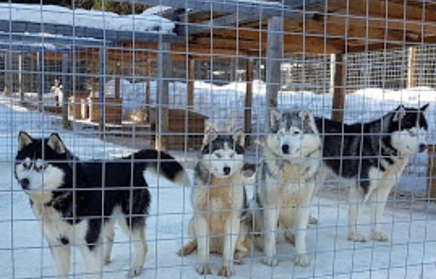 Катание на хаски в Кемерове. Ultra Подарки. Катание на хаски в Кемерове. Попробуйте Катание на хаски. Сервис: UltraPodarki.ru 8 800 505 95 30. Катание на хаски Кемерово, Катание на хаски в Кемерове, хаски, животные в Кемерове, 
