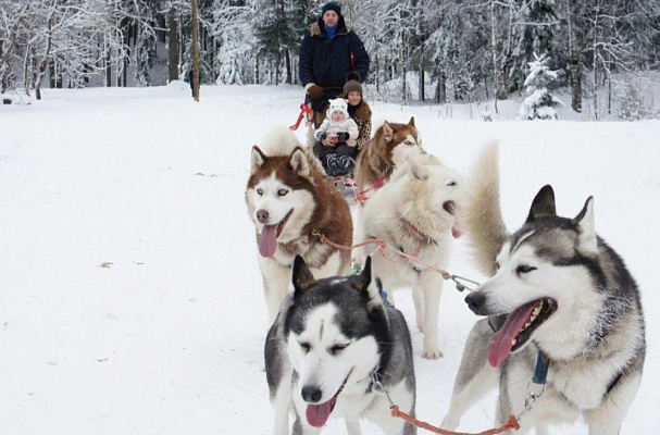 Катание на хаски в Кемерове. Ultra Подарки. Катание на хаски в Кемерове. Попробуйте Катание на хаски. Сервис: UltraPodarki.ru 8 800 505 95 30. Катание на хаски Кемерово, Катание на хаски в Кемерове, хаски, животные в Кемерове, 