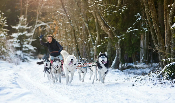 Катание на хаски в Кемерове. Ultra Подарки. Катание на хаски в Кемерове. Попробуйте Катание на хаски. Сервис: UltraPodarki.ru 8 800 505 95 30. Катание на хаски Кемерово, Катание на хаски в Кемерове, хаски, животные в Кемерове, 