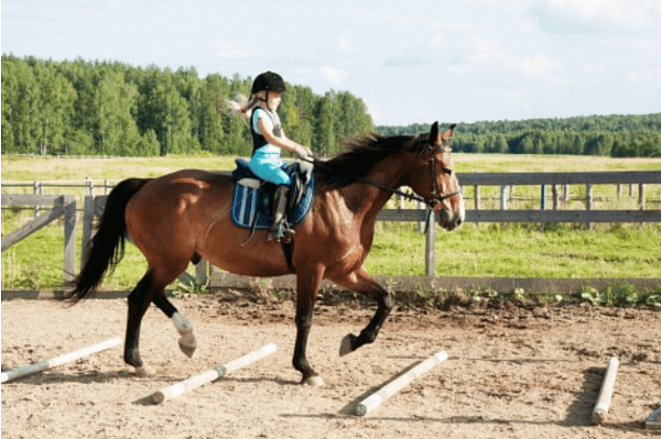 Верховая езда на лошадях в Кемерове. Подарочные сертификаты Ultra Подарки. Купить оригинальный подарок или подарочный сертификат на Верховая езда на лошадях в Кемерове. Сервис UltraPodarki.ru 8-800-505-9530. Катание на лошадях, Прогулка на лошади, Прогулка на лошадях для двоих, Верховая езда на лошадях, конный клуб, Конный клуб Ритм, конная прогулка, конная прогулка в Кемерове